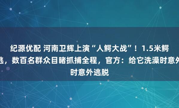 纪源优配 河南卫辉上演“人鳄大战”！1.5米鳄鱼出逃，数百名群众目睹抓捕全程，官方：给它洗澡时意外逃脱